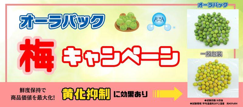 ＼黄化抑制／オーラパック梅キャンペーン2025