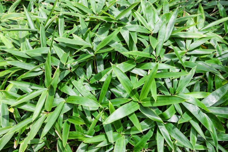 高級な食材によく添えられているもの？あれって？・・・熊笹なんです！！