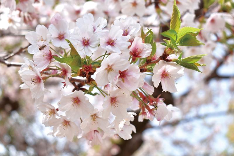 日本人の【好きな花】と【好きな木】